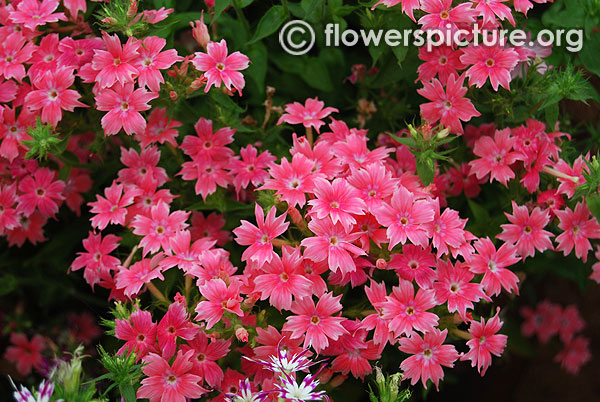 Phlox drummondii twinkle star pink