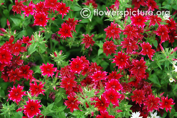 Phlox drummondii twinkle star red