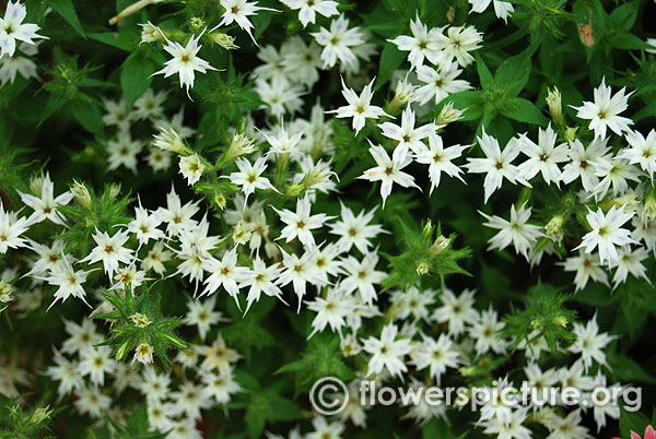 Phlox drummondii twinkle star white