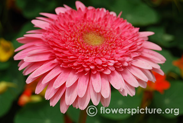 Pink elegance gerbera