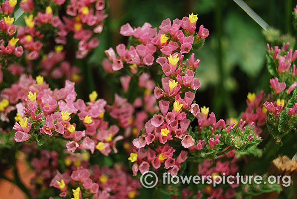 Pink statice flower