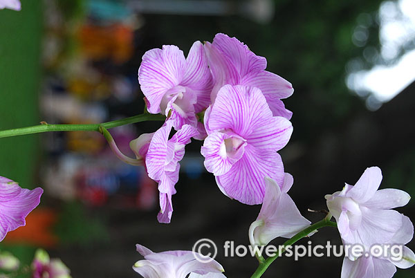 Pink veined orchids