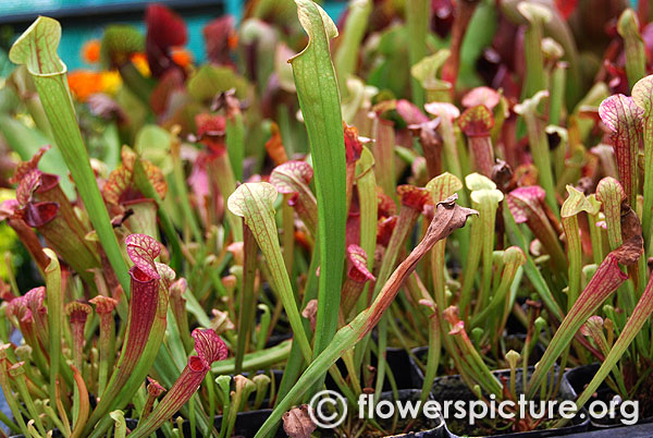 Pitcher plant