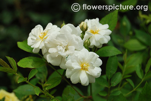 Popcorn miniature rose