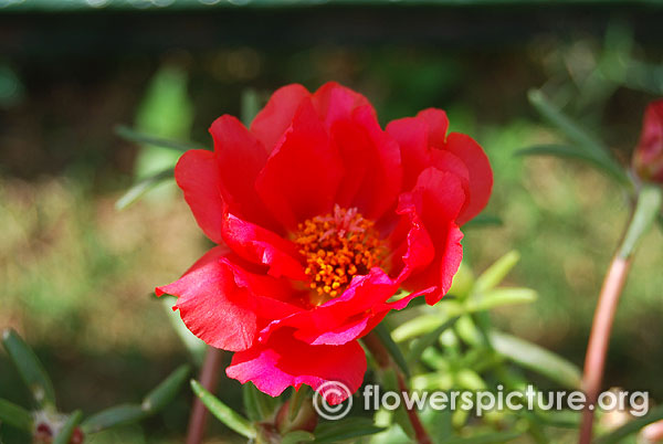 Portulaca grandiflora scarlet