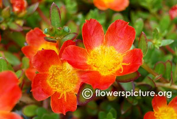 Portulaca toucan scarlet shades