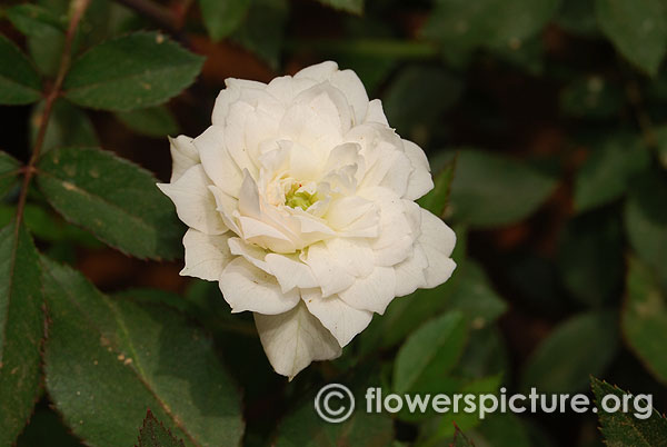 Pour toi miniature rose