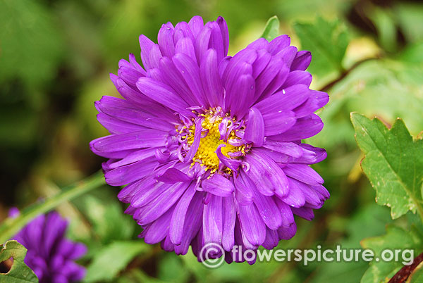 Purple china aster