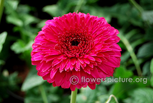 Purple gerbera daisy