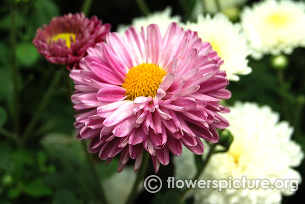 Purple spray chrysanthemum