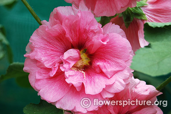 Radiant rose hollyhock