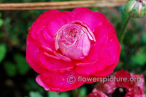 Ranunculus asiaticus pink