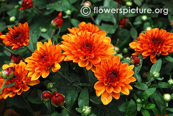 Red bronze chrysanthemum