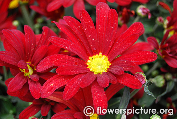 Red chrysanthemum