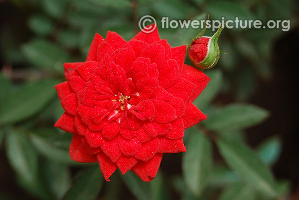 Red patio rose