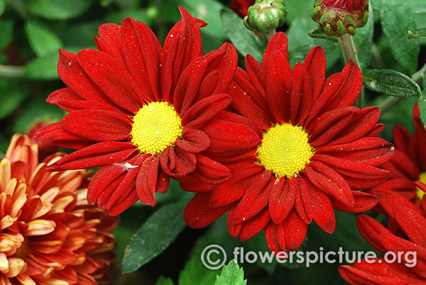 Red pot chrysanthemum