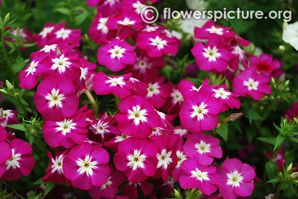 Red violet phlox