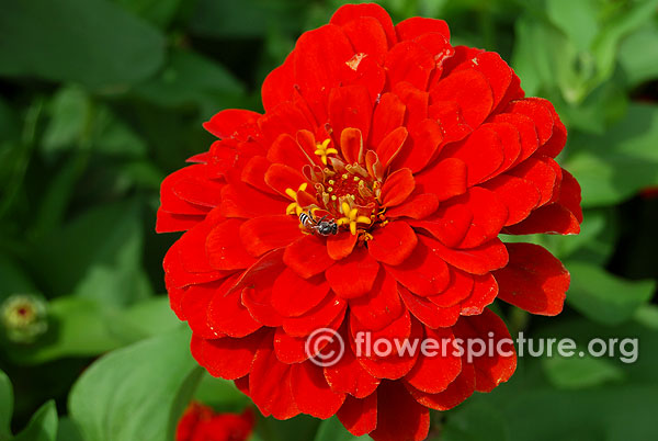 Red zinnia flower