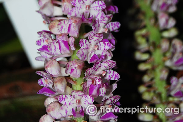 Rhynchostylis retusa