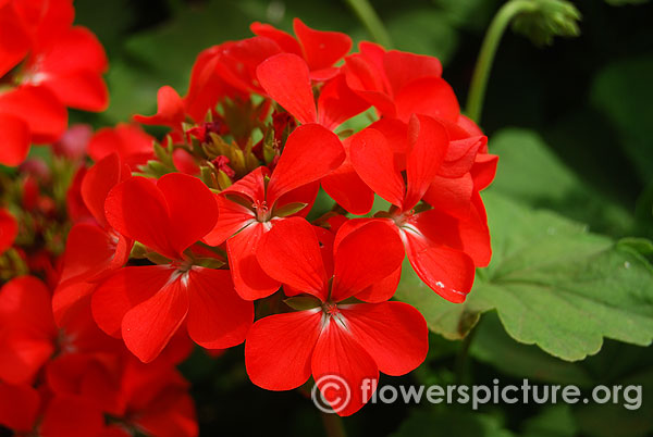 Ringo deep scarlet geranium