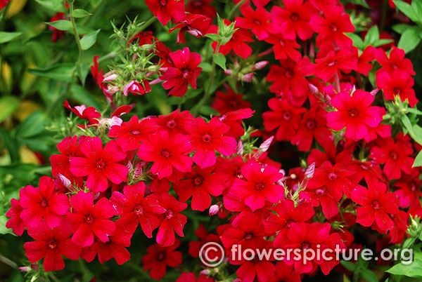 Scarlet red phlox