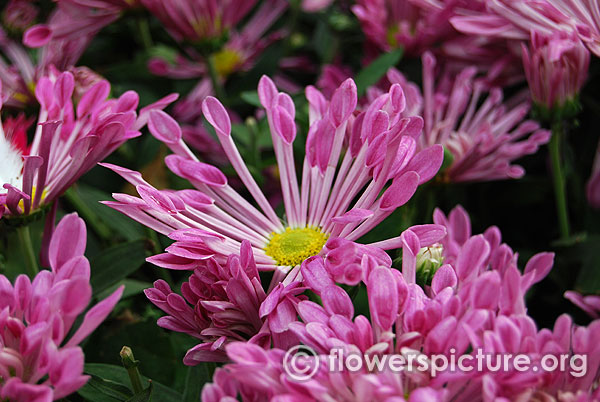 Spoon chrysanthemum flower