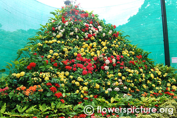 Star cluster flower mountain