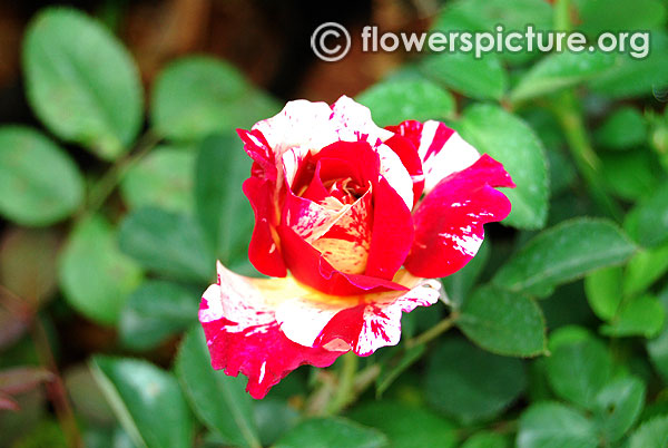 Stars n stripes miniature rose