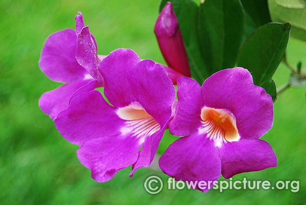 Thunbergia laurifolia blue trumpet vine