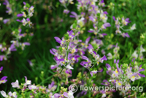 Toadflax purple