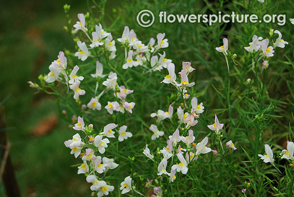 Toadflax white