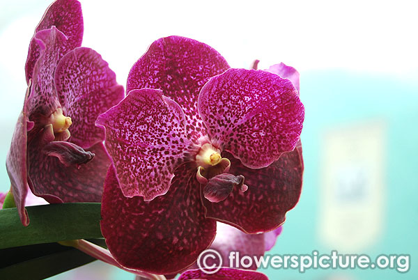 Vanda roberts delight red berry