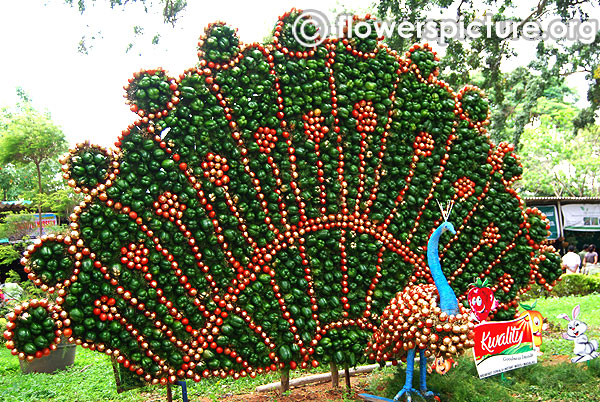 Vegetable peacock creation