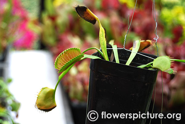 Venus flytrap