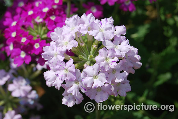 Verbena peruviana light purple