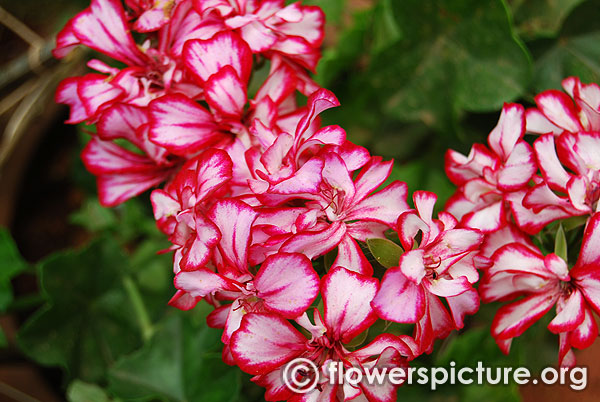 White and pink geraniums