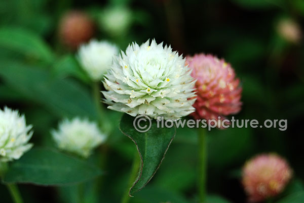 White globe amaranth