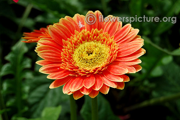 Yellow and orange gerbera daisy