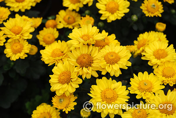 Yellow pot mum