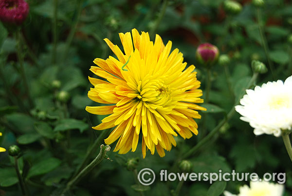 Yellow spider mum lalbagh august 2016