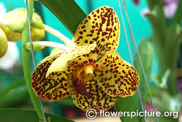 Yellow vanda orchid flower