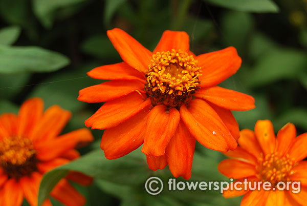 Zinnia angustifolia profusion orange