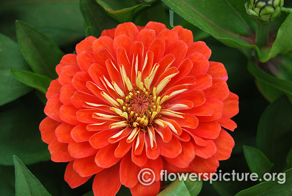 Zinnia elegans dreamland coral