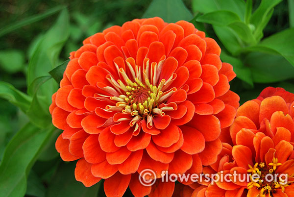 Zinnia elegans dreamland orange