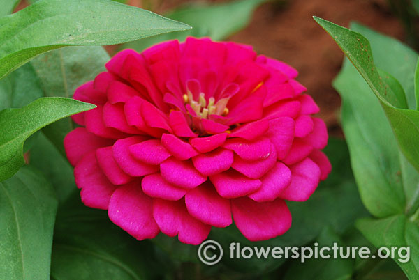 Zinnia elegans purple prince