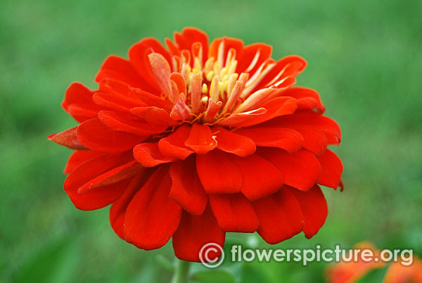 Zinnia magellan red