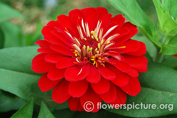 Zinnia scarlet flame