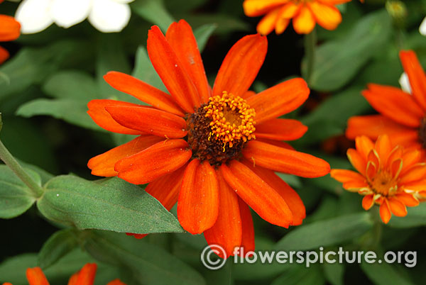 Zinnia zahara fire