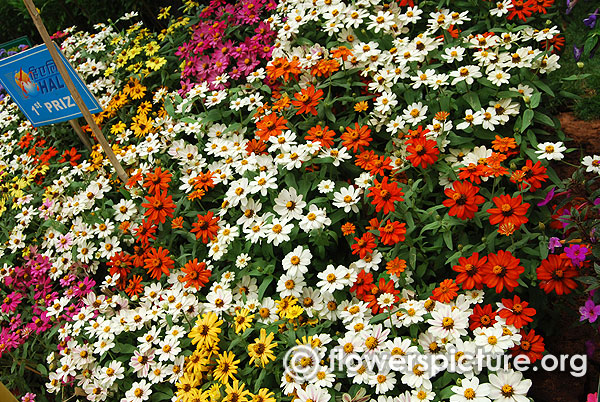 Zinnia zahara mix variety