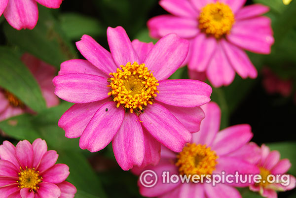 Zinnia zahara pink